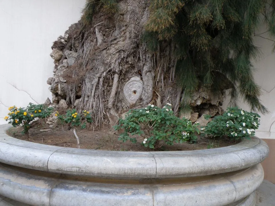 la sicilia abbracccia il giappone v edizione 74