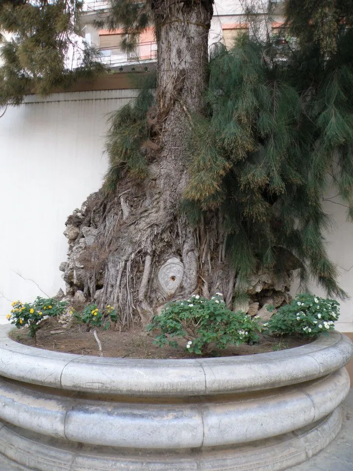 la sicilia abbracccia il giappone v edizione 82