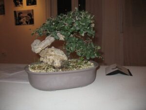 la sicilia abbraccia il giappone iii edizione 1