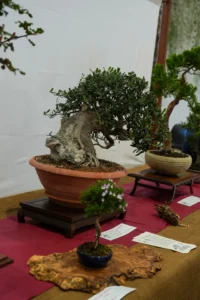 la sicilia abbraccia il giappone decima edizione 161