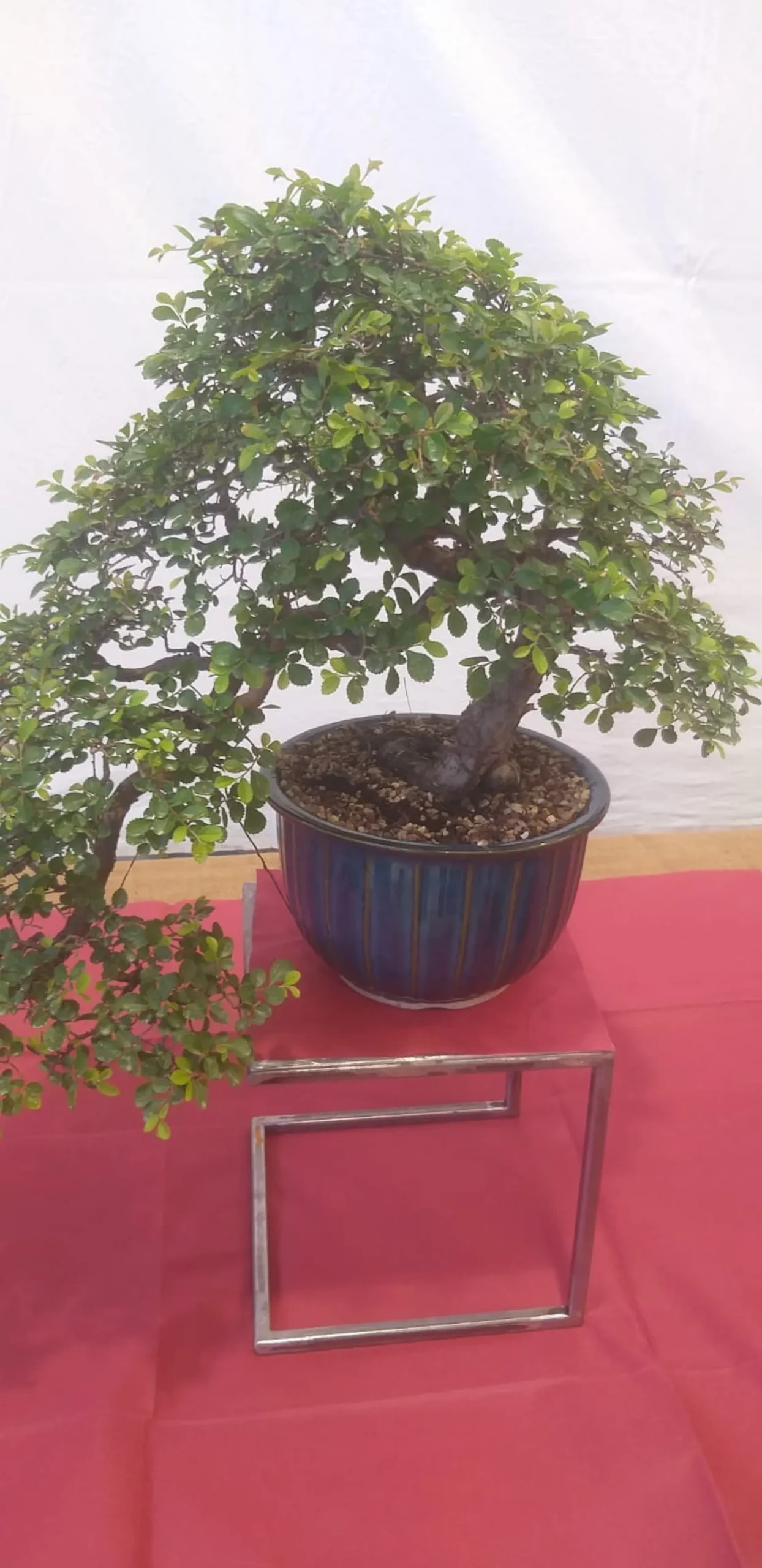 la sicilia abbraccia il giappone nona edizione 188