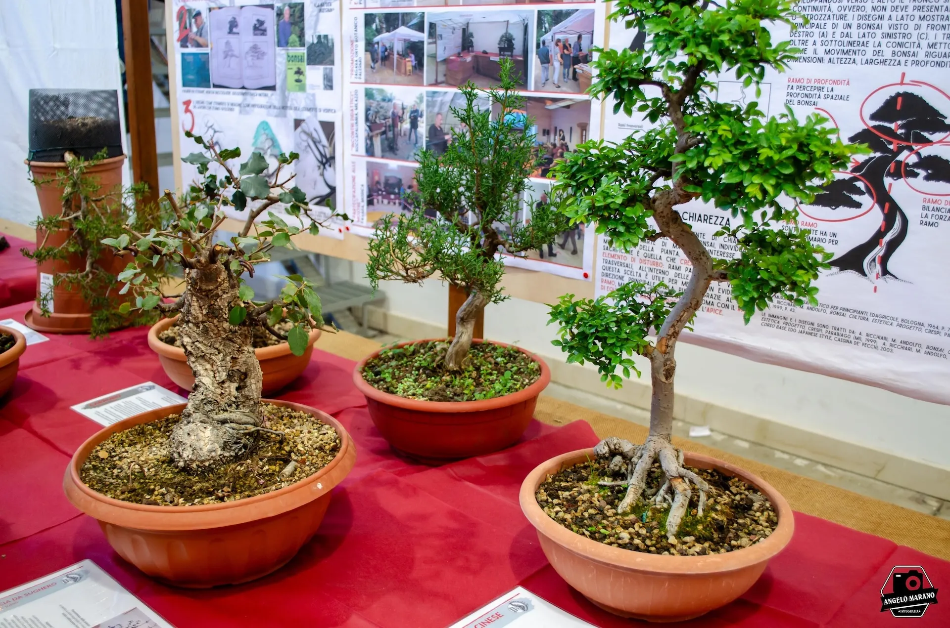 la sicilia abbraccia il giappone nona edizione 94